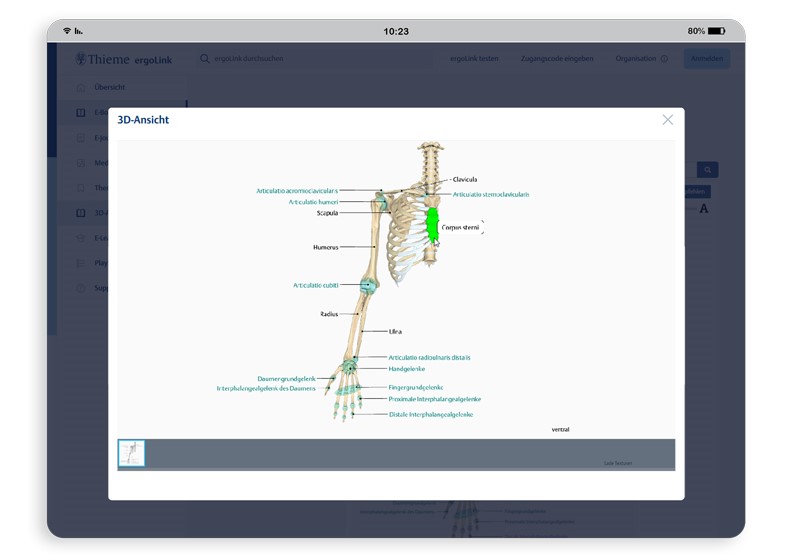 ergoLink 3D-Anatomie